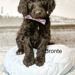 Bronte - Black male Goldendoodle puppy in Pasco, Washington from Camp Doodle Woods