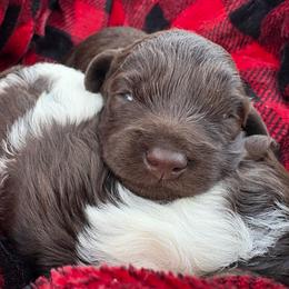 Noel - Brown female Cockapoo puppy in Larimer County, Colorado from Puppy Love Doodles