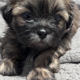 Shih Tzu and Shorkie Puppies from Shorkie & Shih Tzu Haven