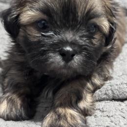 Shih Tzu and Shorkie Puppies from Shorkie & Shih Tzu Haven