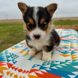 Glory - Black and tan female Pembroke Welsh Corgi puppy in Walsh, Colorado from Wilson Ranch Corgis