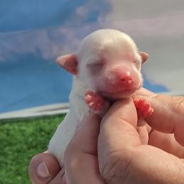 Mary - White female Maltese puppy in Aurora, Missouri from KnJ Precious Paws LLC