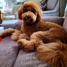 Goldendoodle Puppies from Hilltop Mini and Teddy Bear Doodles