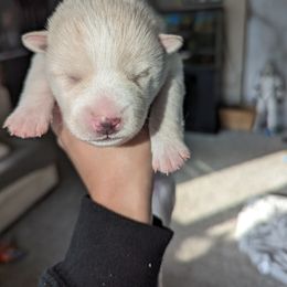 Pomsky Puppies from Valparaiso Pomskys