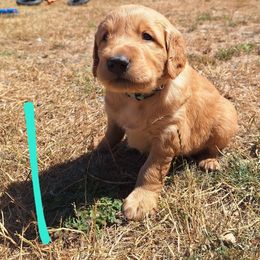 Stitch - Dark golden male Golden Retriever puppy in Tenino, Washington from Oak River Goldens'