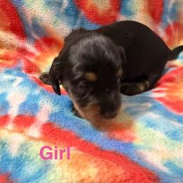 Female 1 - Black and tan female Dachshund puppy in Winton, North Carolina from Parker’s all American Doxies