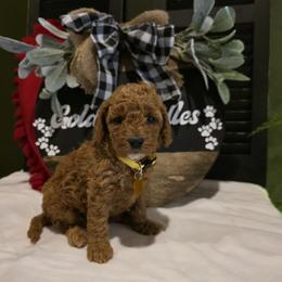 Diamond - Red  female Goldendoodle puppy in Bristol, Tennessee from 4goldendoodles