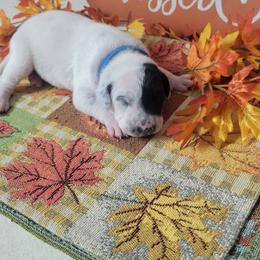 Pumpkin - White and black male Dalmatian puppy in Grant, Michigan from Savannah Woltanski