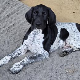 German Shorthaired Pointer Puppies from DreamN GSPs