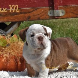 Bulldog Puppies from Dampier Bulldogs Mo