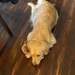 Golden Retriever Puppies from EP's Golden Retrievers