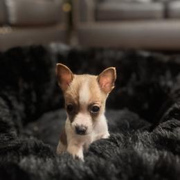 Boy 2 - male Chihuahua puppy in Richland, Washington from Northwest Paws