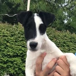 Smooth Fox Terrier Puppies from Misty Hollow