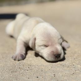 Cece - White female Miniature Schnauzer puppy in Brownwood, Texas from Texas Dreams Mini Schnauzers