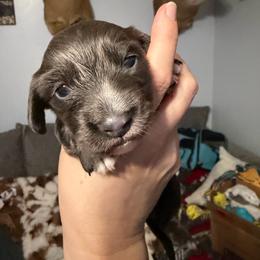 Eros Boy 1 AKC - Gray (blue) male Dachshund puppy in Erie, Michigan from Champagne’s Grinch Toe’d Dachshunds