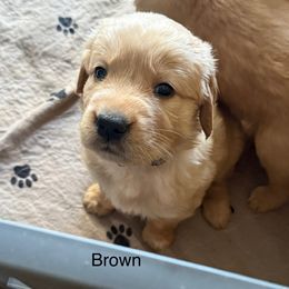 Brown collar - Dark golden female Golden Retriever puppy in Indianapolis, Indiana from ZuGolden Retrievers & Doodles