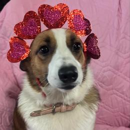 Elizabeth - Pembroke Welsh Corgi