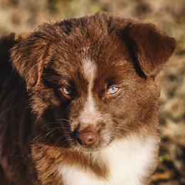 Anastasia - full tail - Red tri female Miniature Australian Shepherd puppy in Mc Alester, Oklahoma from Angel's Aussies