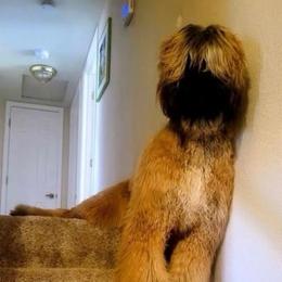Rudy - Afghan Hound