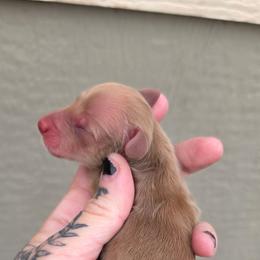 Cream Girl - Cream female Dachshund puppy in Woodland, Washington from SJs Dachshunds