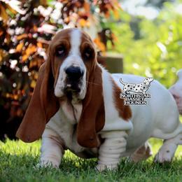 Hulu - Mahogany and white female Basset Hound puppy in Pollock, Missouri from Northstar