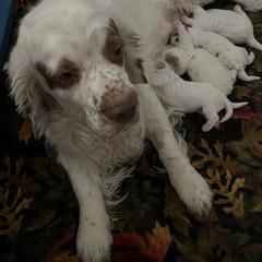 Clumber Spaniel Puppies from Briton Clumber Spaniels