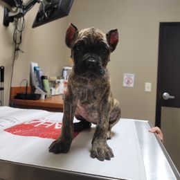 Cane Corso Puppies from Red Wood Cane Corso