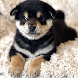 Washi - Black and tan male Shiba Inu puppy in Trenton, Nebraska from Prairie Shibas