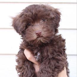 Male 1 - Chocolate male Havapoo puppy in Grants Pass, Oregon from Oregon Valley Pups