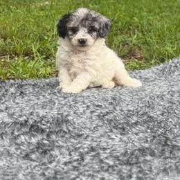Tiffany - Parti female Poodle puppy in Florida from Puppies Forever 💙❤️🐶