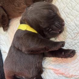 Yellow - Chocolate female Labrador Retriever puppy in North East, Pennsylvania from Newara’s Dog House LLC
