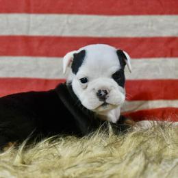 Lola - Black tri-color female Bulldog puppy in Ben Lomond, Arkansas from Miesha Carver's Bulldogs