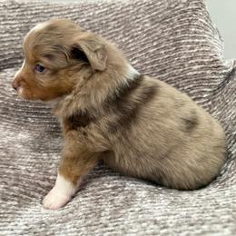 Lotus - Red merle female Miniature Australian Shepherd puppy in Pinnacle, North Carolina from Higher Elevations Mini Aussies