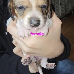 Peanut - Piebald female Dachshund puppy in Sturtevant, Wisconsin from Nicole Rios