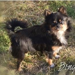 Bingo - Chihuahua