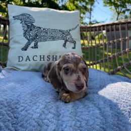 Scout - Dapple male Dachshund puppy in Stilwell, Oklahoma from B & K Dachshunds