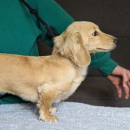 Ellie - Dachshund