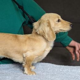 Ellie - Dachshund