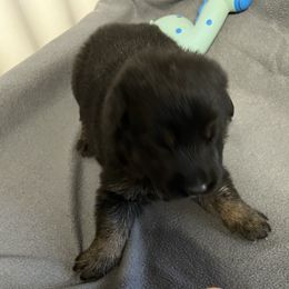 Boy 3 - Black and tan male German Shepherd puppy in Sharon Grove, Kentucky from Julie’s Shepherds