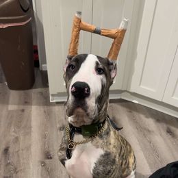 Great Dane Puppies from Phoenix Family Danes