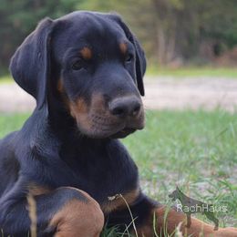Doberman Pinschers from Rach Haus Dobermanns