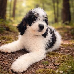 Blitzen - Black and white male Bernedoodle puppy in Lookout, California from Remington Kennels, LLC