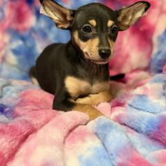 Channel - Black white and tan female Xoloitzcuintli puppy in Victorville, California from Elegancia Vintage Xoloitzcuintle