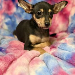 Channel - Black white and tan female Xoloitzcuintli puppy in Victorville, California from Elegancia Vintage Xoloitzcuintle