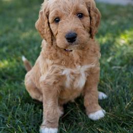 Goldendoodle Puppies from Teresa Carlson