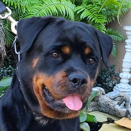 Nike' - Rottweiler