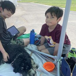 Bernedoodle Puppies from Beary Sweet Doodles