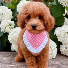Oliver - Red  male Poodle puppy in Morehead, Kentucky from Paw Perfect Pets