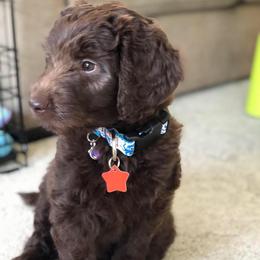 Australian Labradoodle Puppies from Beaver State Labradoodles