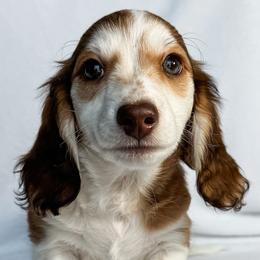 Coral - Piebald female Dachshund puppy in Winamac, Indiana from WZ Kennels